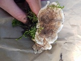 Phellodon tomentosus image