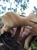 Gymnopus luxurians image