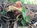 Gymnopus luxurians image