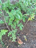 Gymnopus luxurians image