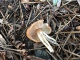Gymnopus luxurians image