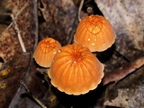 Marasmius siccus image
