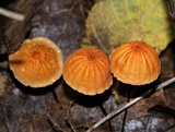 Marasmius siccus image