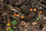 Marasmius siccus image