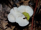Tetrapyrgos nigripes image