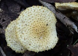 Leucopholiota decorosa image