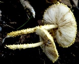 Leucopholiota decorosa image