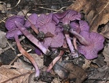 Laccaria amethystina image