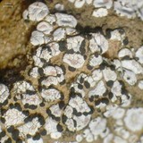 Psora crenata image