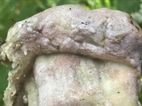 Mycogone rosea image