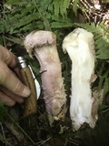 Mycogone rosea image