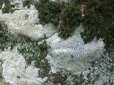 Porpidia albocaerulescens var. albocaerulescens image