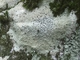 Porpidia albocaerulescens var. albocaerulescens image