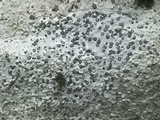 Porpidia albocaerulescens var. albocaerulescens image