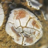 Psora crenata image