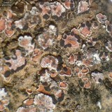 Psora decipiens image