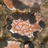Psora decipiens image