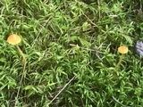 Galerina sphagnorum image