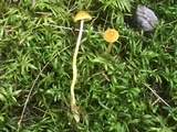 Galerina sphagnorum image