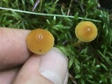 Galerina sphagnorum image
