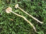 Galerina sphagnorum image