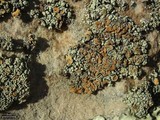 Rhizoplaca chrysoleuca image