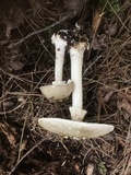 Amanita brunnescens image