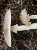 Amanita brunnescens image