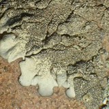 Image of Xanthoparmelia amableana