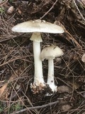 Amanita brunnescens image