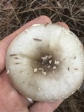 Amanita brunnescens image