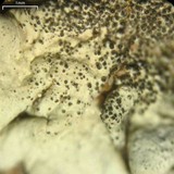 Xanthoparmelia amableana image