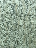 Graphis scripta image