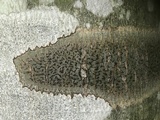 Trypethelium virens image