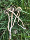 Panaeolus cinctulus image