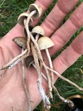Panaeolus cinctulus image