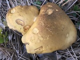 Phlebopus beniensis image