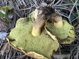 Phlebopus beniensis image