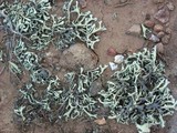 Xanthoparmelia chlorochroa image