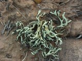 Xanthoparmelia chlorochroa image
