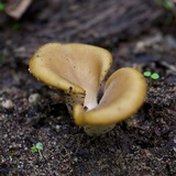 Hohenbuehelia petaloides image
