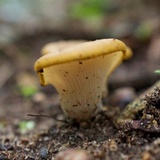 Hohenbuehelia petaloides image