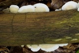 Gloeoporus dichrous image