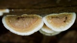 Gloeoporus dichrous image