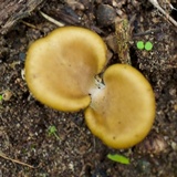 Hohenbuehelia petaloides image