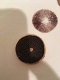 Hypholoma capnoides image