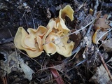 Otidea onotica image