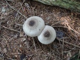 Agaricus placomyces image