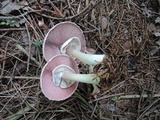 Agaricus placomyces image