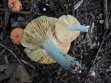 Russula decipiens image